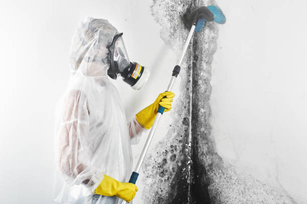 Best Mold Remediation for Healthcare Facilities  in Cartervle, IL