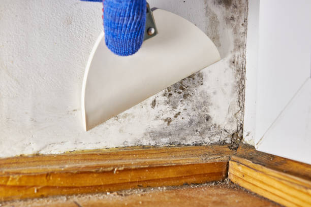 Best Indoor Air Quality Assessment  in Cartervle, IL