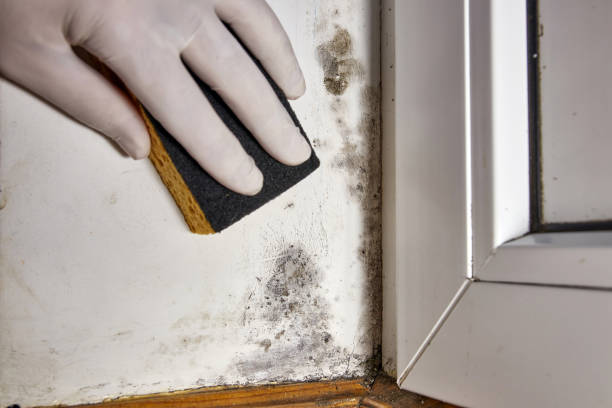 Best Airborne Mold Testing  in Cartervle, IL
