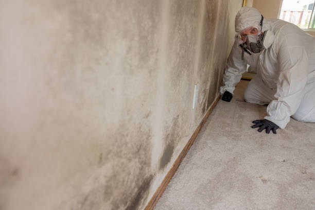 Reliable Carterville, IL Mold Removal Solutions